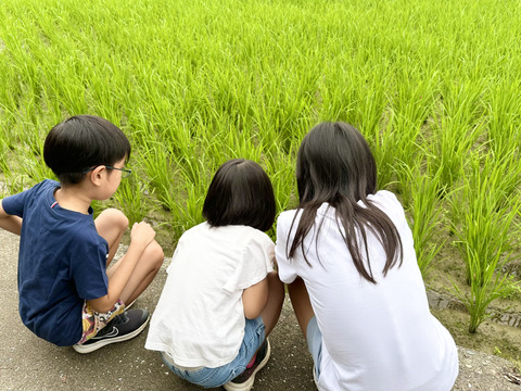 🌟令和7年新米❣高知産コシヒカリ🌾玄米30kg✨ 節減対象農薬