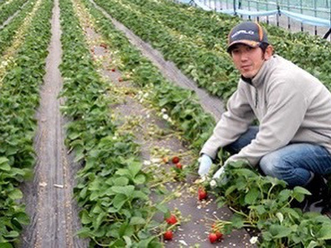 おいしさ追求 ! 食べ比べ ! 恋ひめ・恋みのり(300g✕8パック) 【いちご食べ比べ】