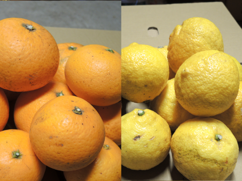 ☆和歌山産☆ 2種セット/清見 2kg + はるか 2kg