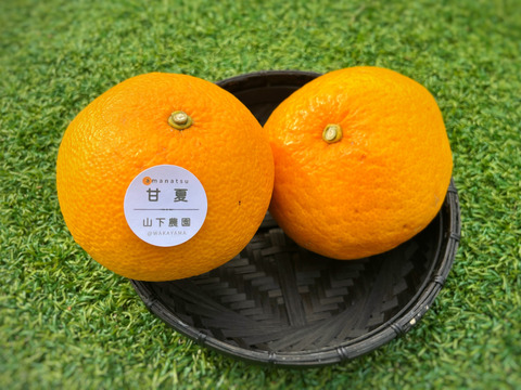 木成りジューシー！オーガニックあまなつ小さめサイズ(和歌山県産JAS有機栽培柑橘甘夏)18個