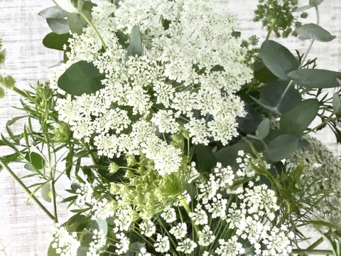 【10本／レースフラワー】派手さはないけれど清楚で上品な花、「可憐（かれん）」という言葉は、レースフラワーの雰囲気にぴったりです。