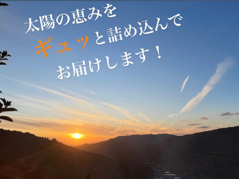 【香り豊かな甘ぷり】ポンカン　5kg　愛媛県産ポンカン