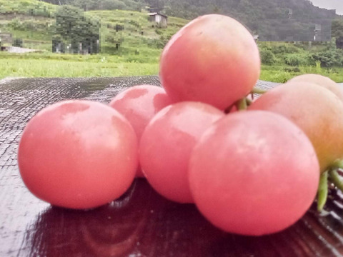 ミニトマト　肥料農薬、動物性堆肥不使用、自家採種