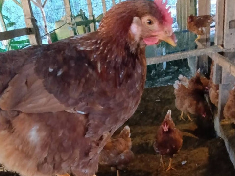 (常温便)出荷日当日の朝採り新鮮お届け致します☆　平飼い濃厚卵
純国産赤鶏あずさ:岡崎おうはん各30個計60個＋割れ保証