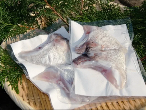 【百年漁師が育てた絶品真鯛】養殖真鯛カマ＜サイズ不揃い＞