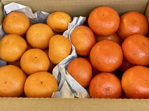 【期間限定・食べ比べ】　バラエティーセットB　（尾崎温州・小原紅早生）　３kg