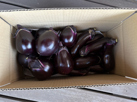 完全数量限定 丸茄子と長茄子(80サイズ) ホントに今朝採ってます　茄子ばっかり!!