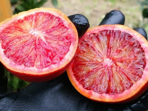 樹上完熟ブラッドオレンジ：モロ、農薬不使用栽培、宇和島段畑そだち（2kg/箱）