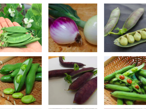 楽しい野菜の宝箱「やさいのこばこ」(Sサイズ)
