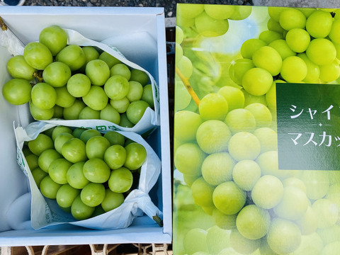 贈り物に最適！大粒のシャインマスカット(1kg)