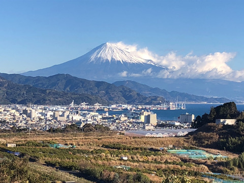 富士山が見える日当たりの畑で育てた大き目サイズのポンカン。4.2ｋｇ+おまけ付