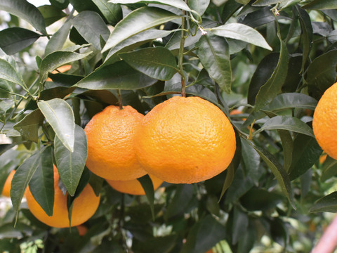 【早割！！】果汁たっぷり！！愛媛県産デコ不知火（しらぬい）５kg入【ご家庭用】