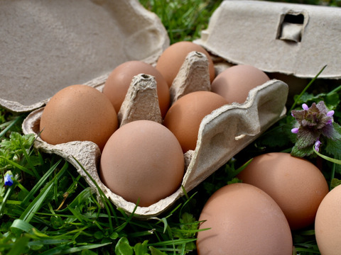 【紙包装】京都奥丹波、純国産鶏の平飼い卵24個　非遺伝子組み換え飼料