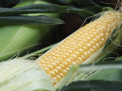 朝採り！とうもろこし☆2L『9〜10本』