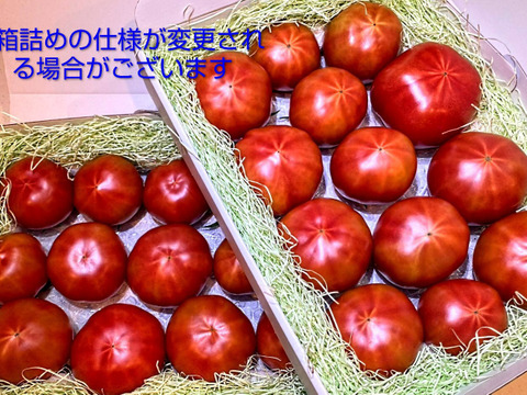 お買い得！予約★平均糖度10度！★完熟★名水育ち★究極のフルーツトマト「海部川のしずく」 
 2.4kg(20〜60個)　品種は驚きの桃太郎！