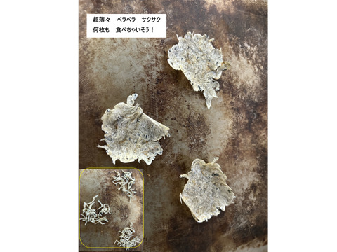 テレビ放送されました❗ZACOせんべい　５種セット　未利用魚含む