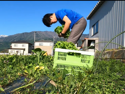 長野県産ほうれん草2kg