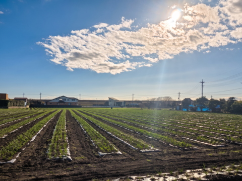 【朝採れ発送】茨城県境町産 生にんにく 約500g/約8個前後｜みずみずしい旬の味｜農薬・除草剤：栽培期間中不使用