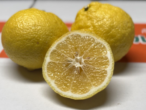 一口でトリコになる柑橘◼️遅取りはるかみかん◼️ 皮まで美味しい