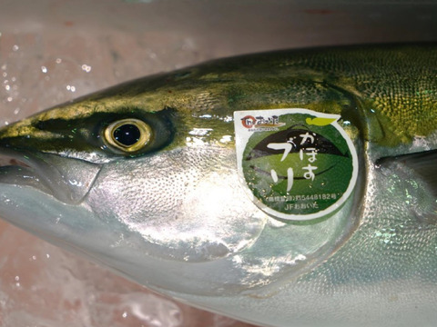 今が旬！大分豊後水道カボス寒ぶりフィレ