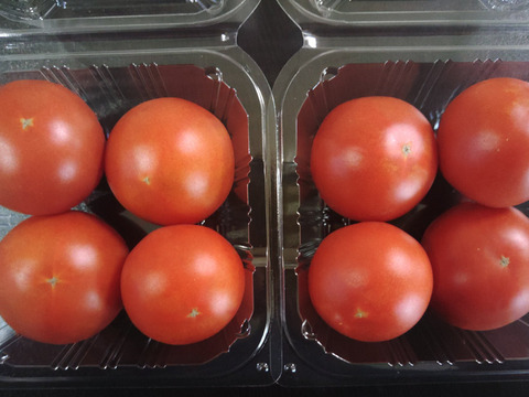 幻のトマト 「光２号」250g×2個　北海道産