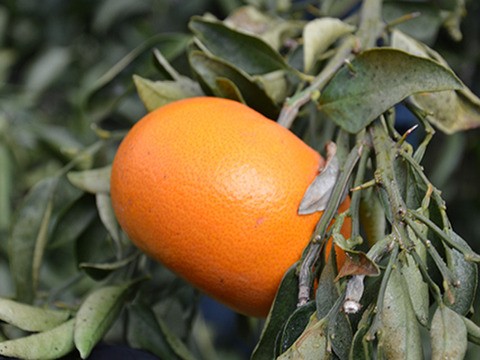 🍊柑橘の大トロ🍊せとか　ご家庭用　5ｋｇ