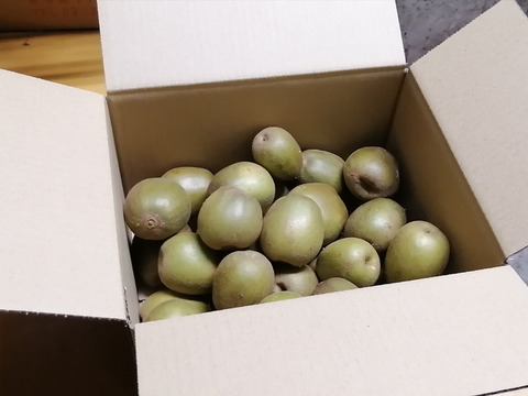 農薬不使用！【追熟済】レッドキウイ2kg