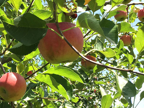 【訳あり小玉】夏あかり 約1.8キロ 7-12玉 爽やかな夏りんご #NAN0E018