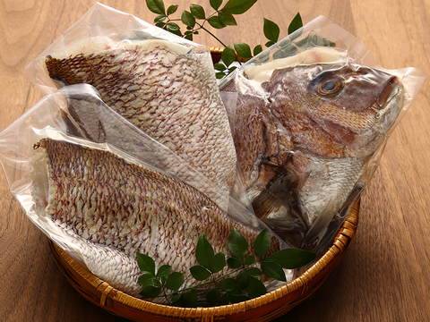 【朝市限定】とろけるような柔らかさの真鯛！旨味をたっぷり味わって欲しい！１〜1.2kg【皮あり】