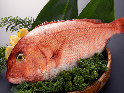 【まだ間に合う！】お正月用・祝い鯛！〈１尾丸々（ウロコ・内臓処理済み）〉