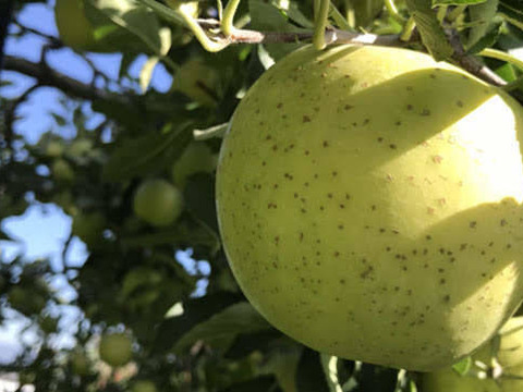 【家庭用】王林 約4.5kg 12-25玉 昔ながらの定番青りんご 11月上旬頃発送 訳あり#NAO0B045