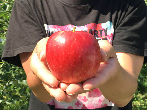 8月発送 りんご 家庭用 サンつがる 約10キロ 24-40玉 復興支援 #tsugaru-b-10k