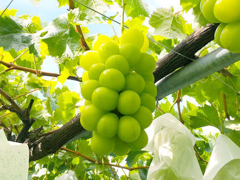 スイーツにぴったり！フルプロ農園の【冷凍シャインマスカット】 1kg (200g×5袋) 信州シャインマスカットを凍らせてみました#NKF00010