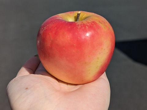 お試しサイズ【家庭用】シナノプッチ 約1.8kg(7-14玉)  9月中旬頃発送開始予定 長野生まれのプッチなりんご 訳あり#NAP0B018