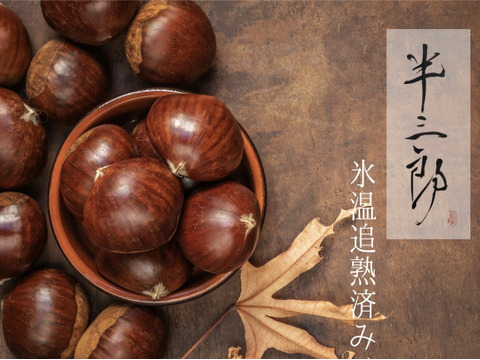 【生栗】長野県波田産 ずっしり３L～４L大粒栗（14日間氷温追熟済）甘み凝縮　1kg
