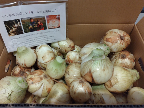 【家庭用】元気いっぱいの淡路島 新玉ねぎ！（10ｋｇ）【ひょうご安心ブランド認証】シェアや飲食店さん向け　訳あり