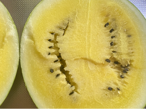 今期最終【自然栽培🍀訳あり❗️固定種🟡黄スイカ】4㎏台・過熟の可能性・甘くてジューシーな黄色い大玉スイカ（１個）