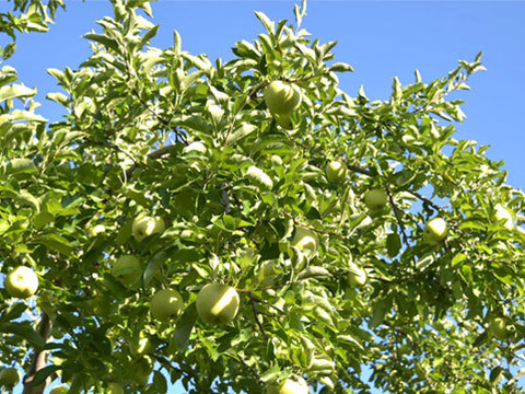 【家庭用】王林 約4.5kg 12-25玉 昔ながらの定番青りんご 11月上旬頃発送 訳あり#NAO0B045
