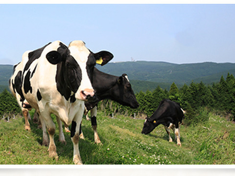 牛乳本来の自然なおいしさ！『ミルン牧場の特選牛乳＆飲むヨーグルト』のセット800ml×各2本(計4本)