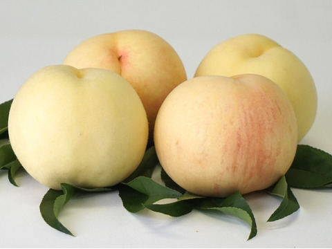 樹上完熟！岡山県備前市産びぜん白桃【加納岩白桃・紅清水白桃・末木白桃の３種のうち１種】約2kg