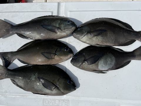 明日朝まで限定！捕れたて！メジナ・おまけの カワハギ付き　約3kgオーバー 長崎県対馬市(内臓・鱗処理済)