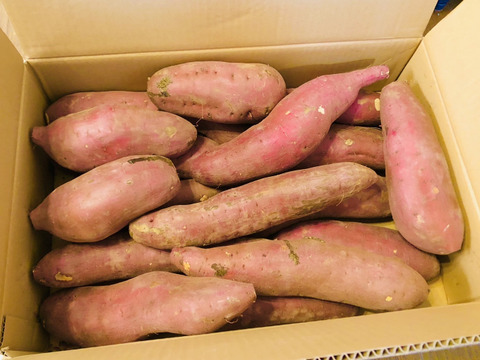 低温熟成保管‼茨城県産紅はるか2Lサイズ 10㎏　さつまいも　サツマイモ
