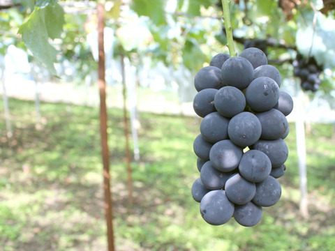 【ぶどう好きのための】種なし巨峰 家庭用・約900g（2房）【朝どれ】