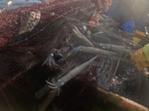 今が旬！！青森県産　ヤリイカ　約２kg