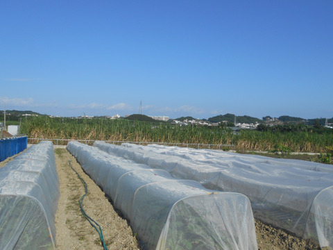 鏡水の伝統野菜 島大根（2本約5kg）