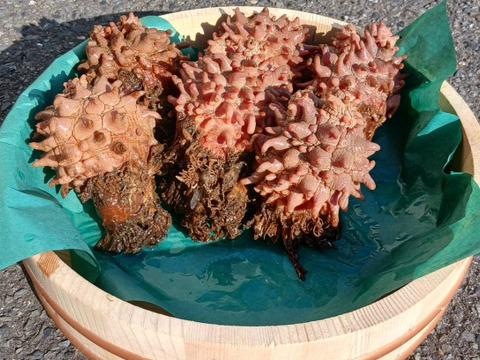 濃厚な旨み！小さめ天然ホヤ 約1kg(約4～10個)※7月〜9月まで