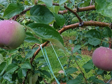 今年最初のりんご！「恋空5kg」栽培が少ない品種です。最終２ケース分収穫できそうです！ネーミングも良いですが味も、夏りんごの魅力を（写真は7/20現在）お届け後冷蔵庫にて保存お願いします。