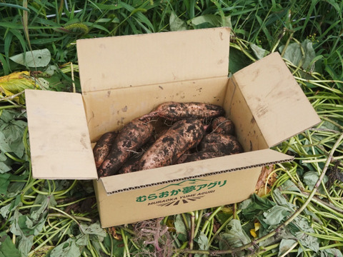 「特別栽培品」【黄金に輝く焼き芋…】安納芋３ｋｇ(箱入)　１１月以降～発送予定！　熟成期間１ヶ月超！　さつまいも！　栽培期間中農薬不使用！