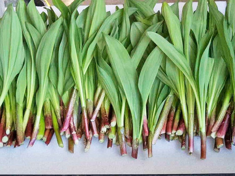 【2026年優先予約】！初物を優先発送(4月中旬)！太い行者にんにく3kg　「やわらか若葉」幻の山菜