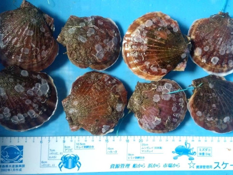バーベキューに最適！旨くてあまい！２年越冬貝の野辺地ホタテ！35枚